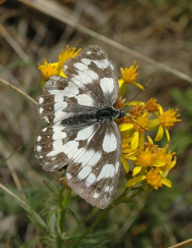 Melanargia galathea